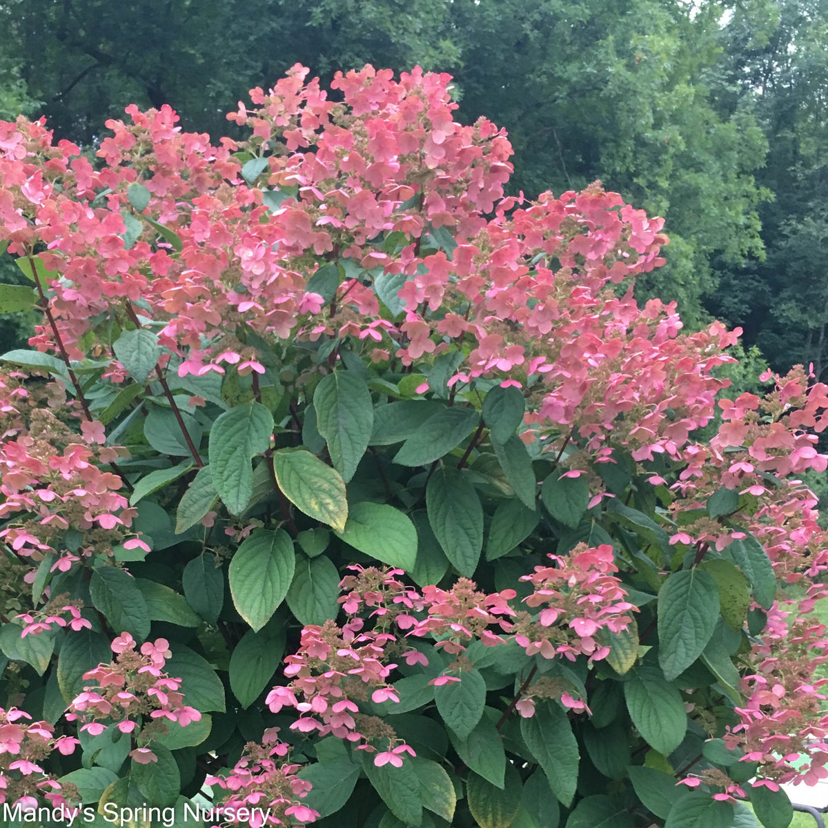 Quick Fire® Hydrangea | Hydrangea paniculata