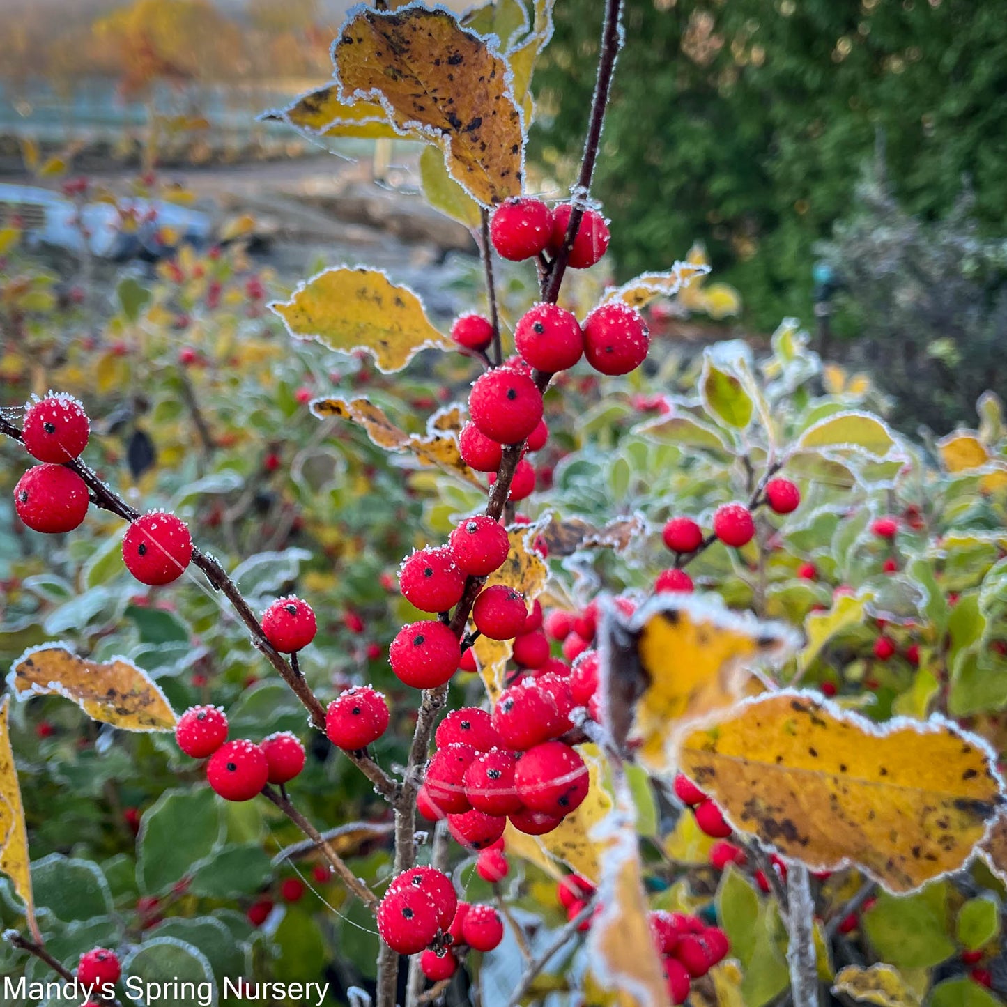 Afterglow Winterberry | Ilex verticillata