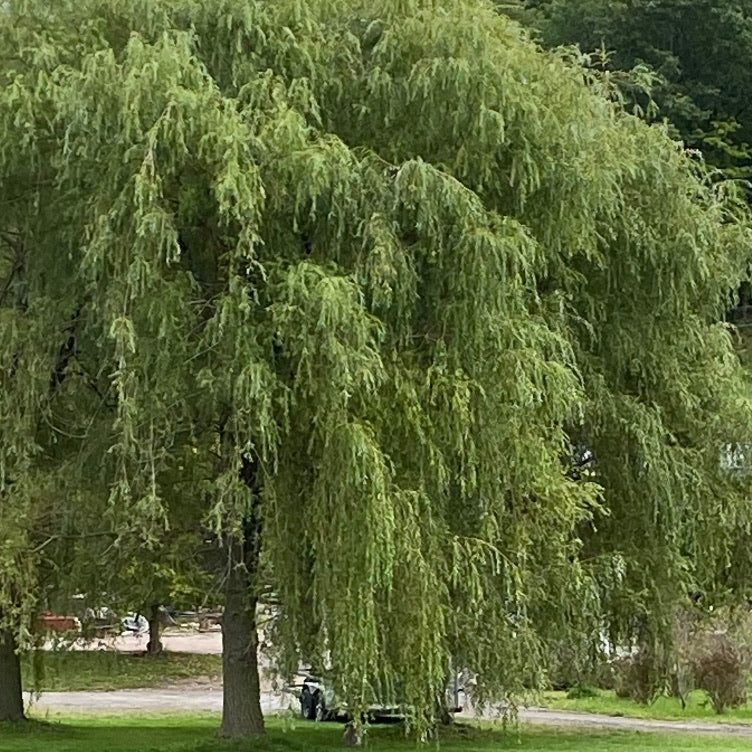 Niobe Weeping Willow | Salix alba 'Tristis'