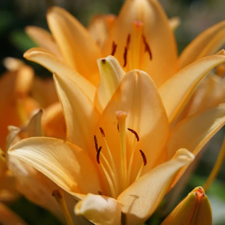Asiatic Lily Mix | 3 Bulbs