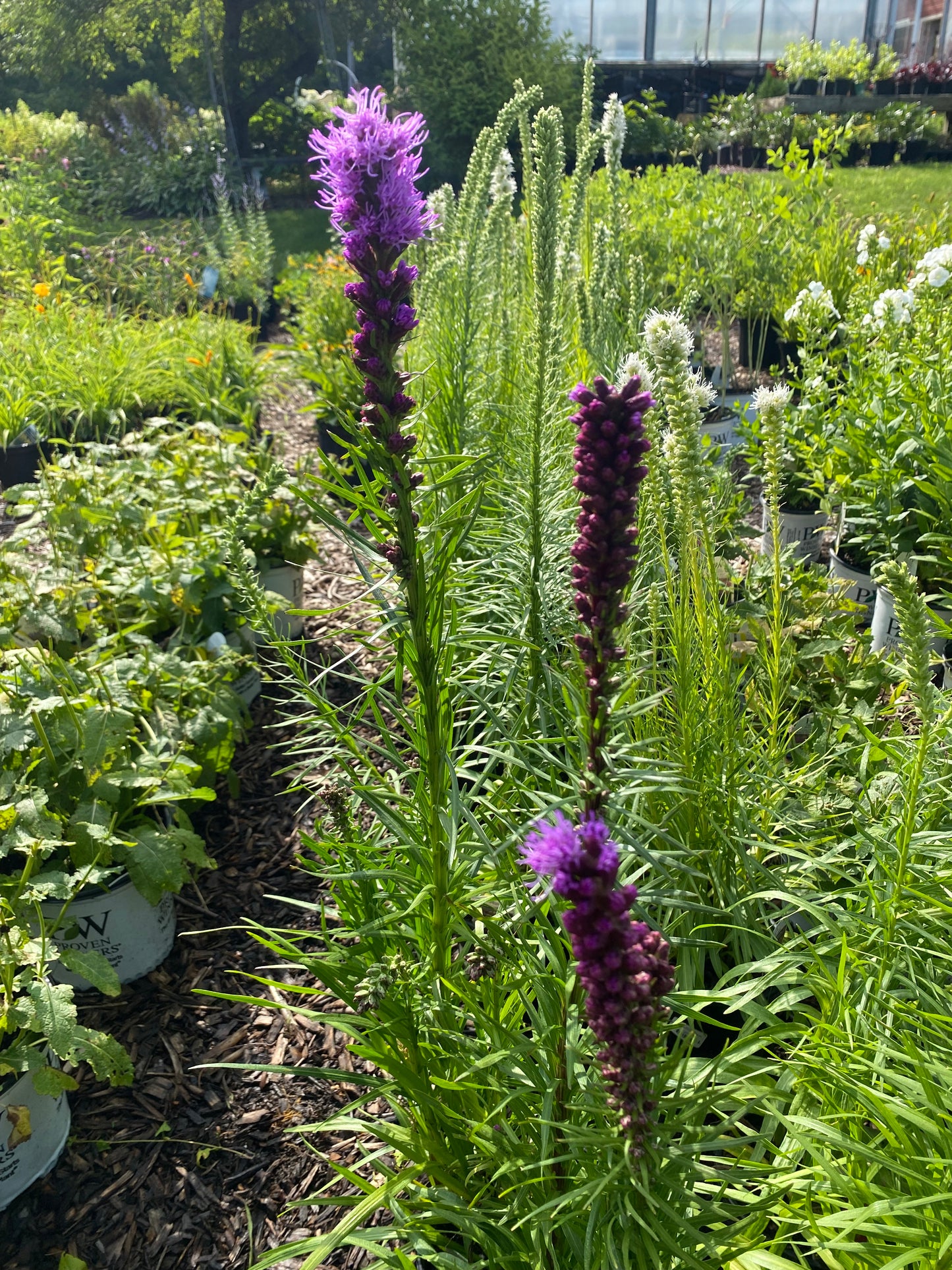Blazing Star - Liatris Mixture | 8 Bulbs