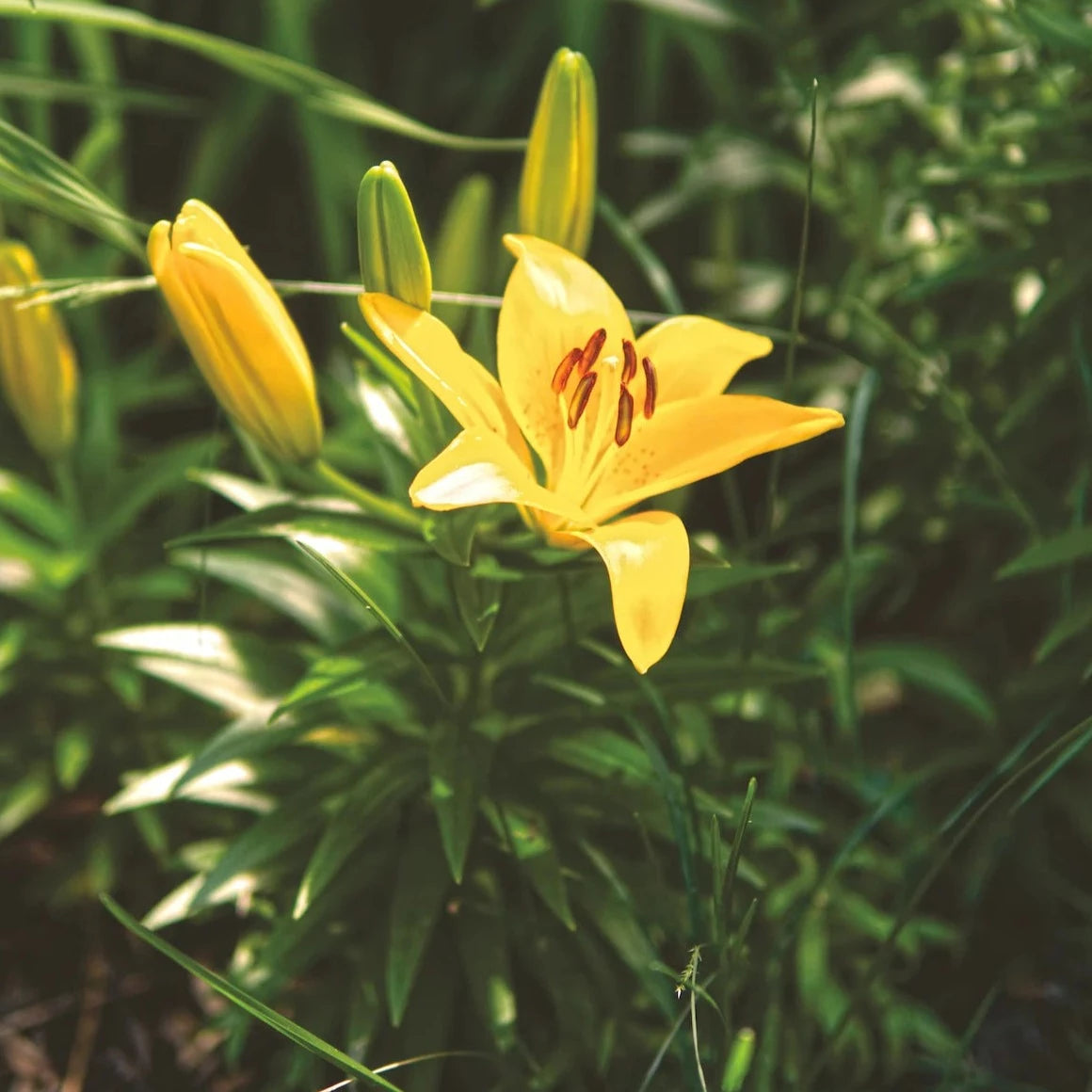 Asiatic Lily Mix | 3 Bulbs