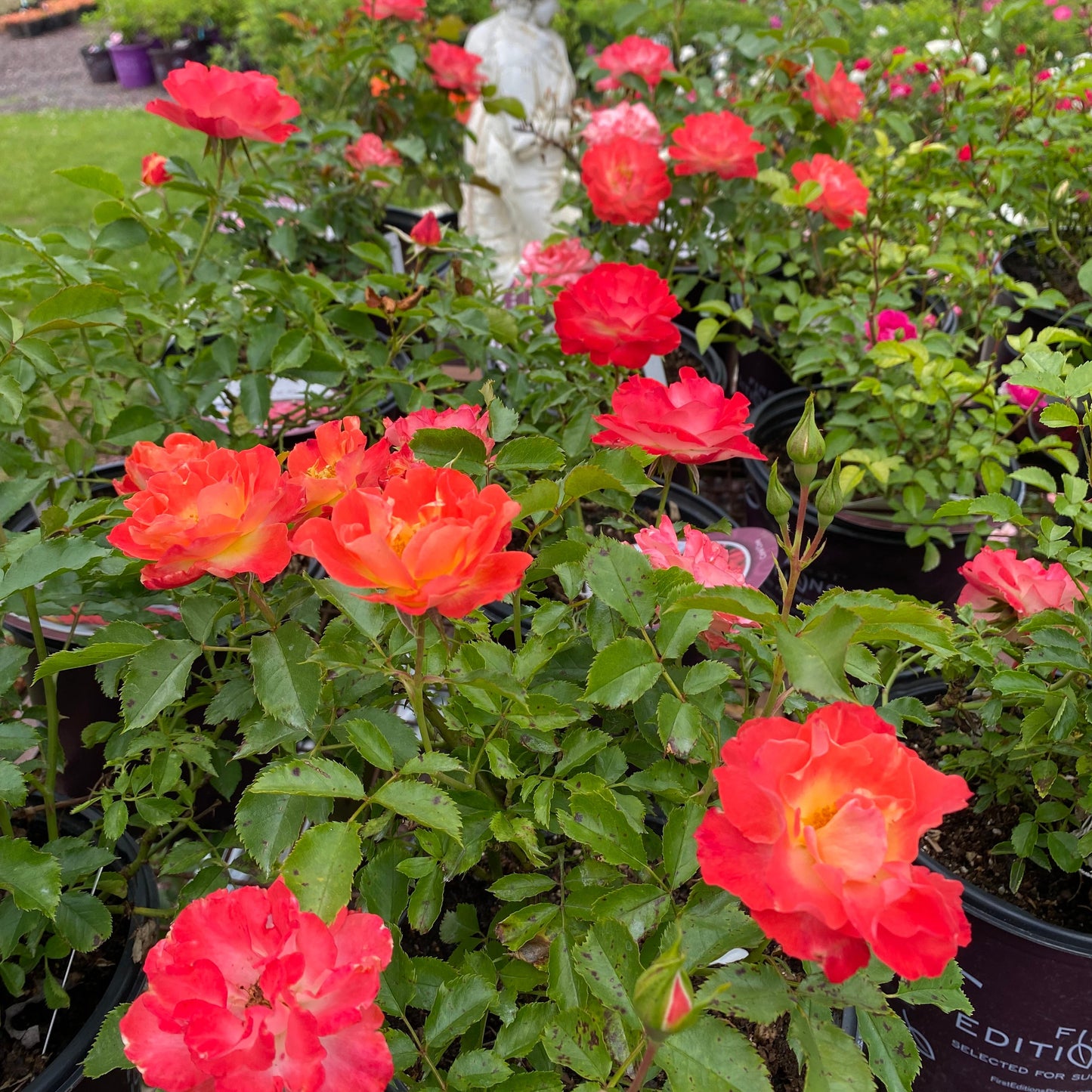 Coral Cove Easy Elegance Rose | Rosa