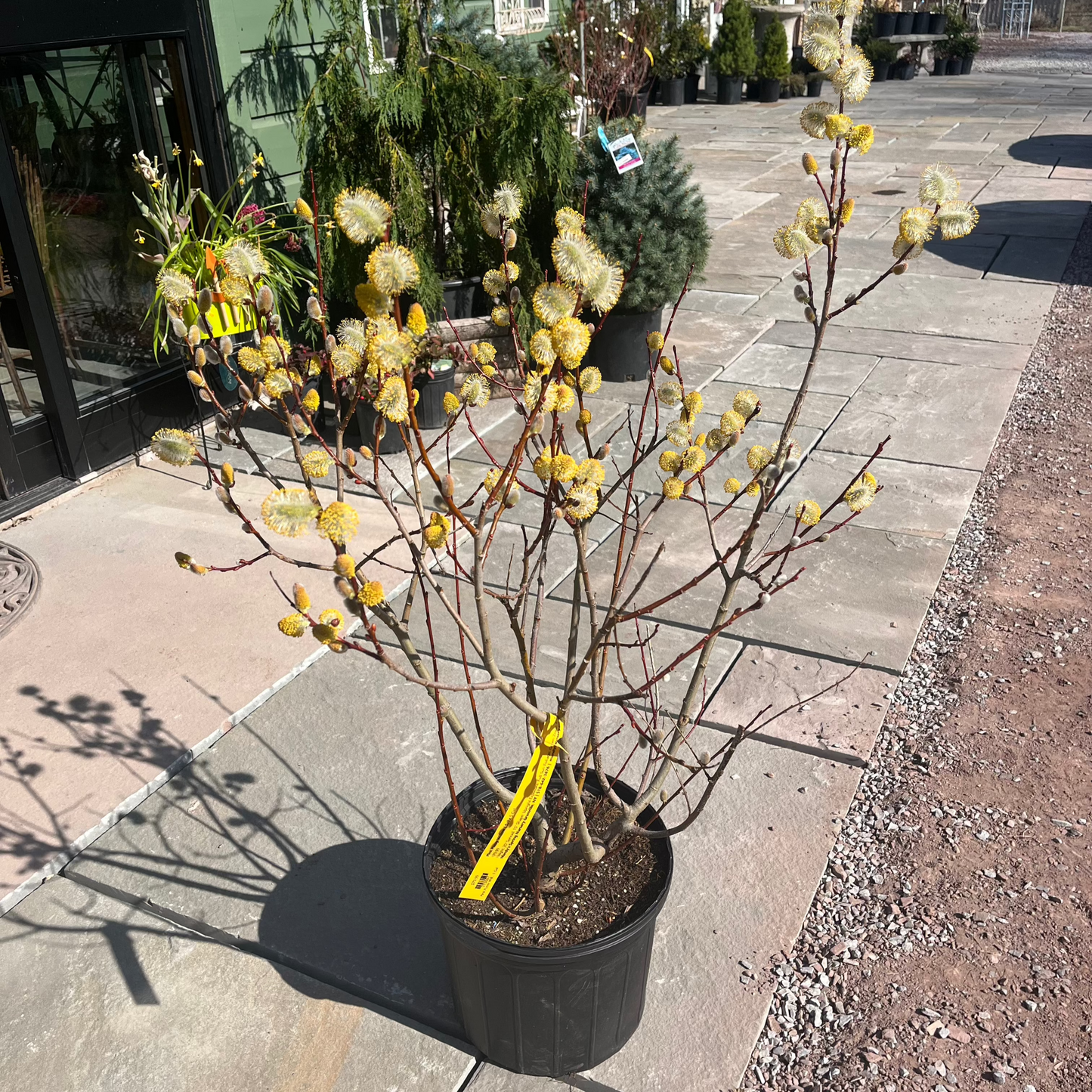 Pussy Willow | Salix discolor