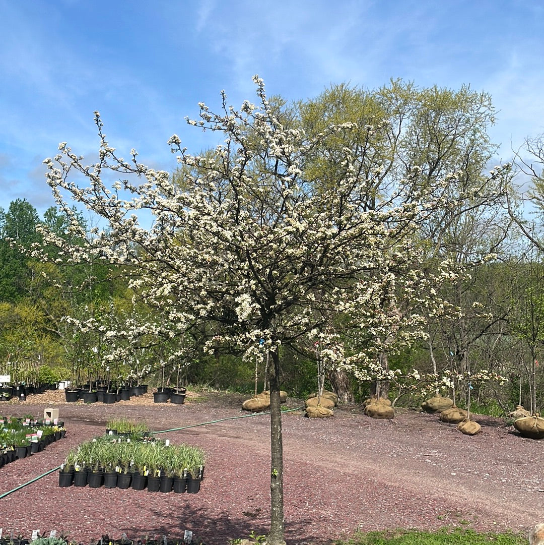 Tina Crabapple | Malus Tina'