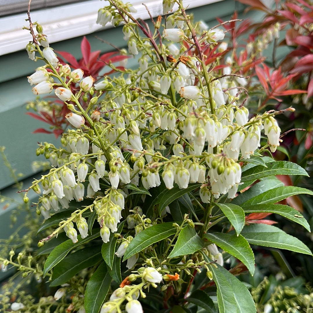 'Mountain Fire' Pieris | Pieris japonica