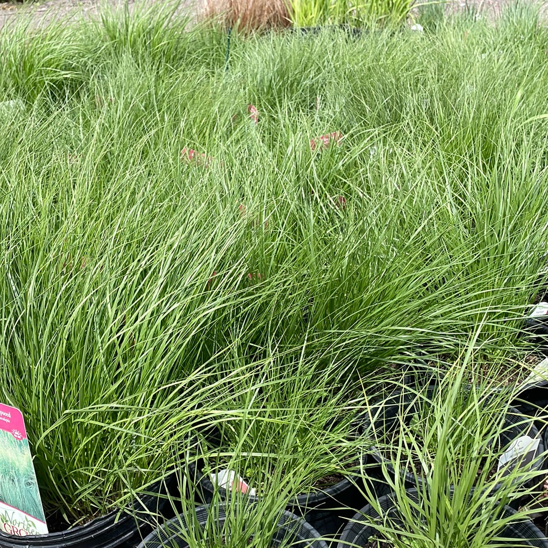 Prairie Dropseed Grass | sporobolus heterolepis