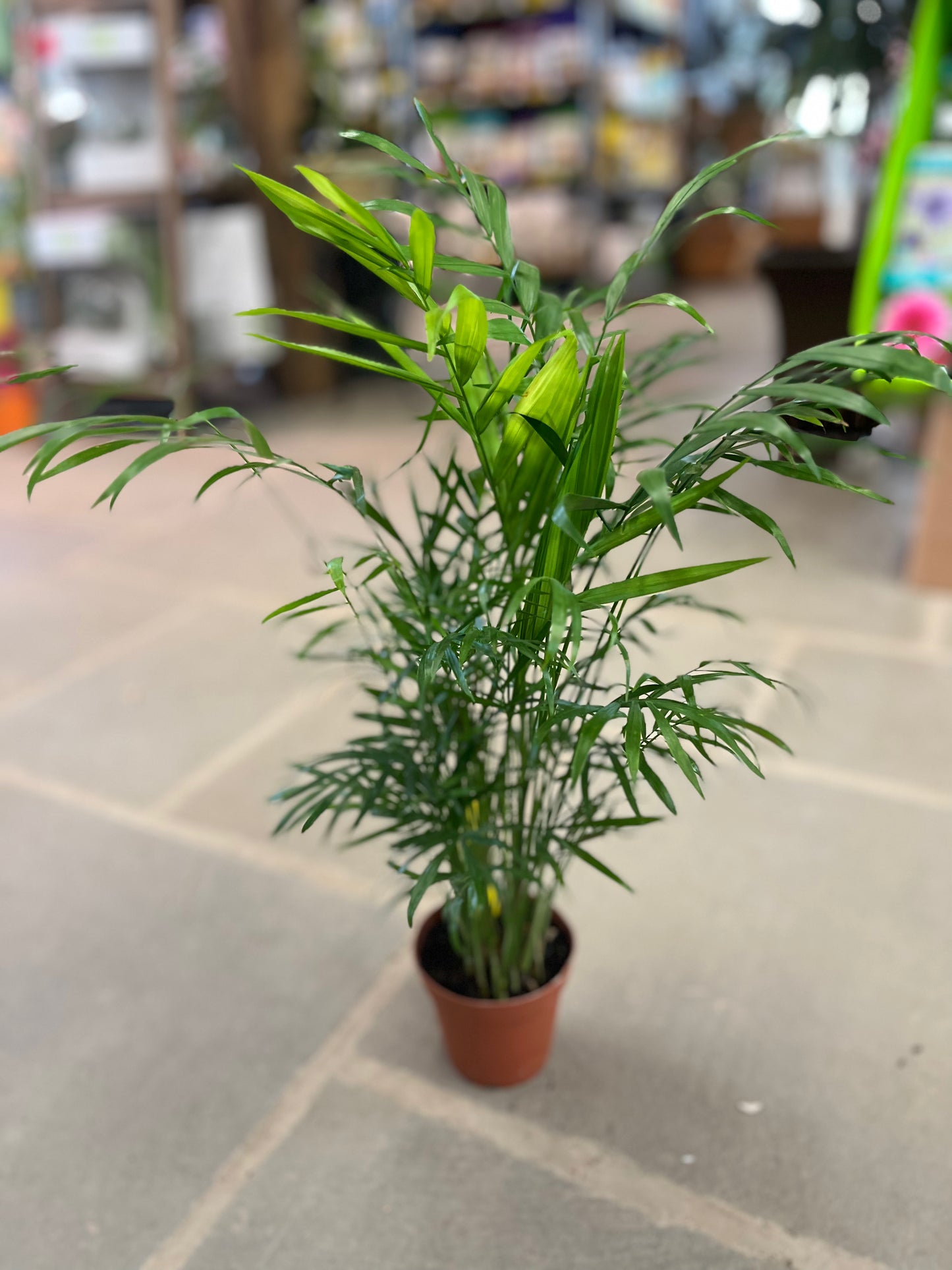 Parlor Palm | Chamaedorea elegans