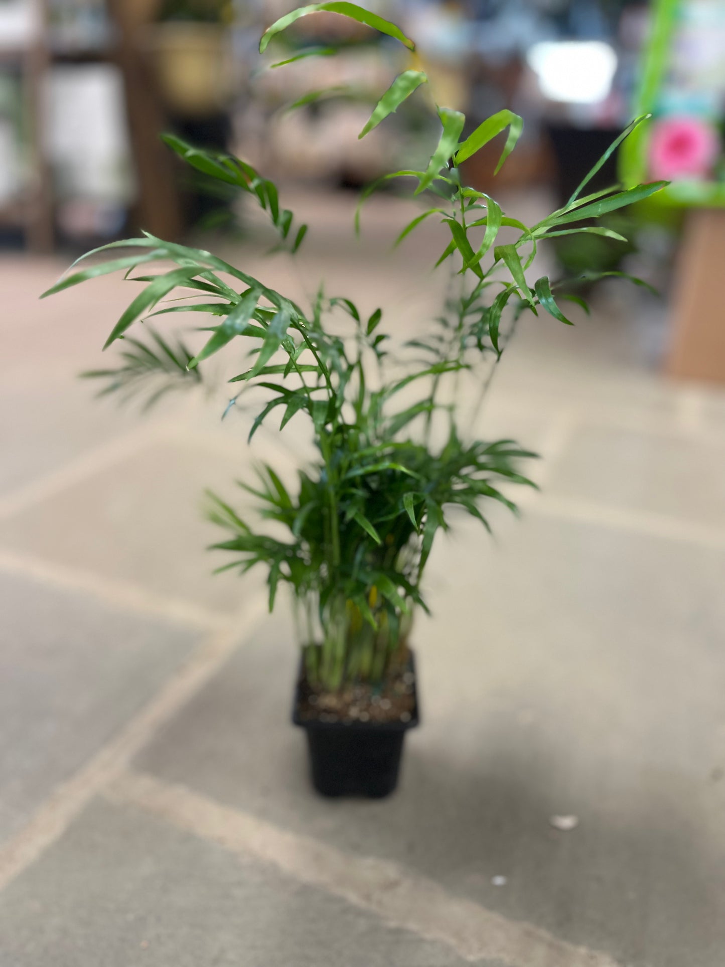 Parlor Palm | Chamaedorea elegans