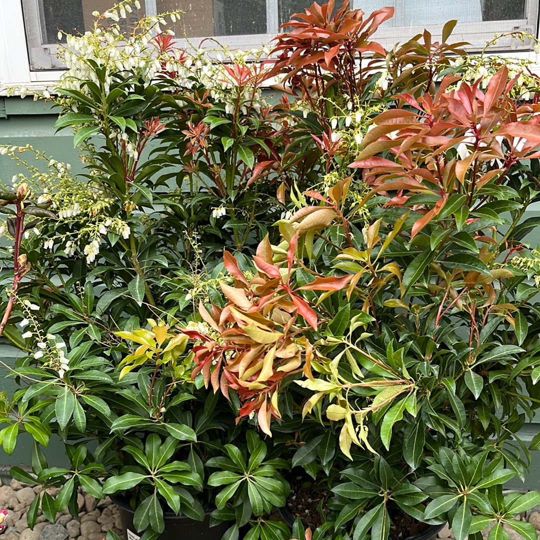 'Mountain Fire' Pieris | Pieris japonica