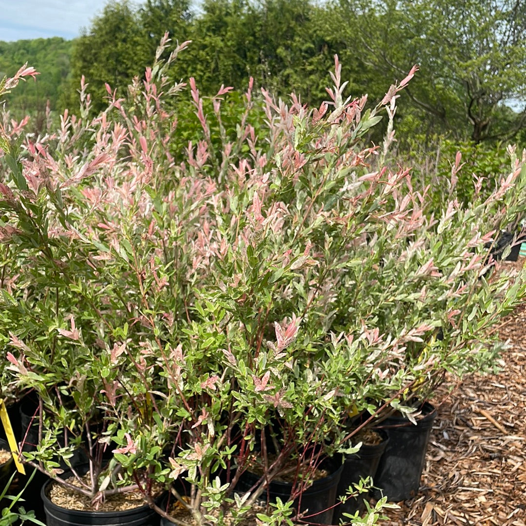 Hakura Nishiki Willow | Salix integra