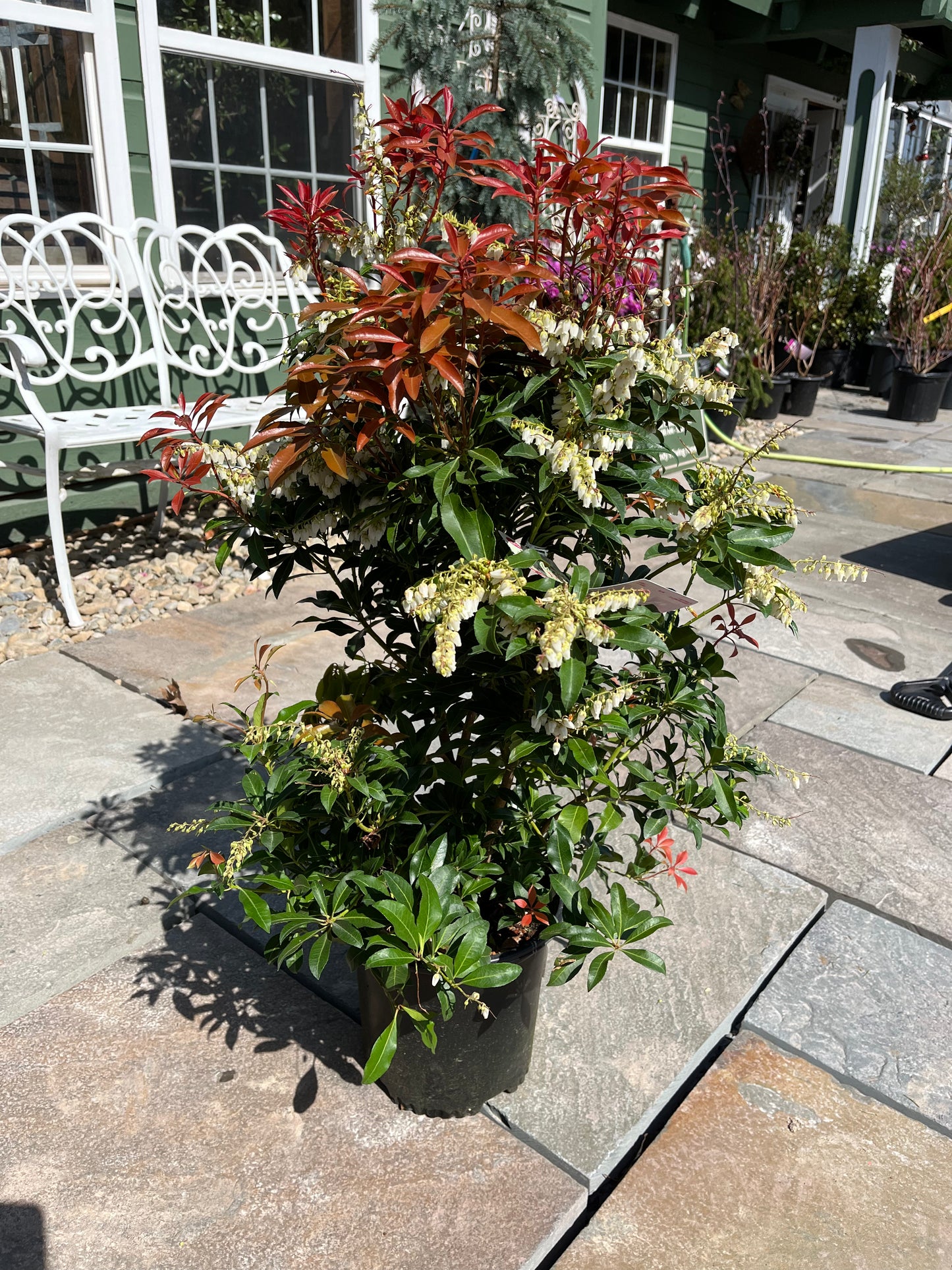 'Mountain Fire' Pieris | Pieris japonica