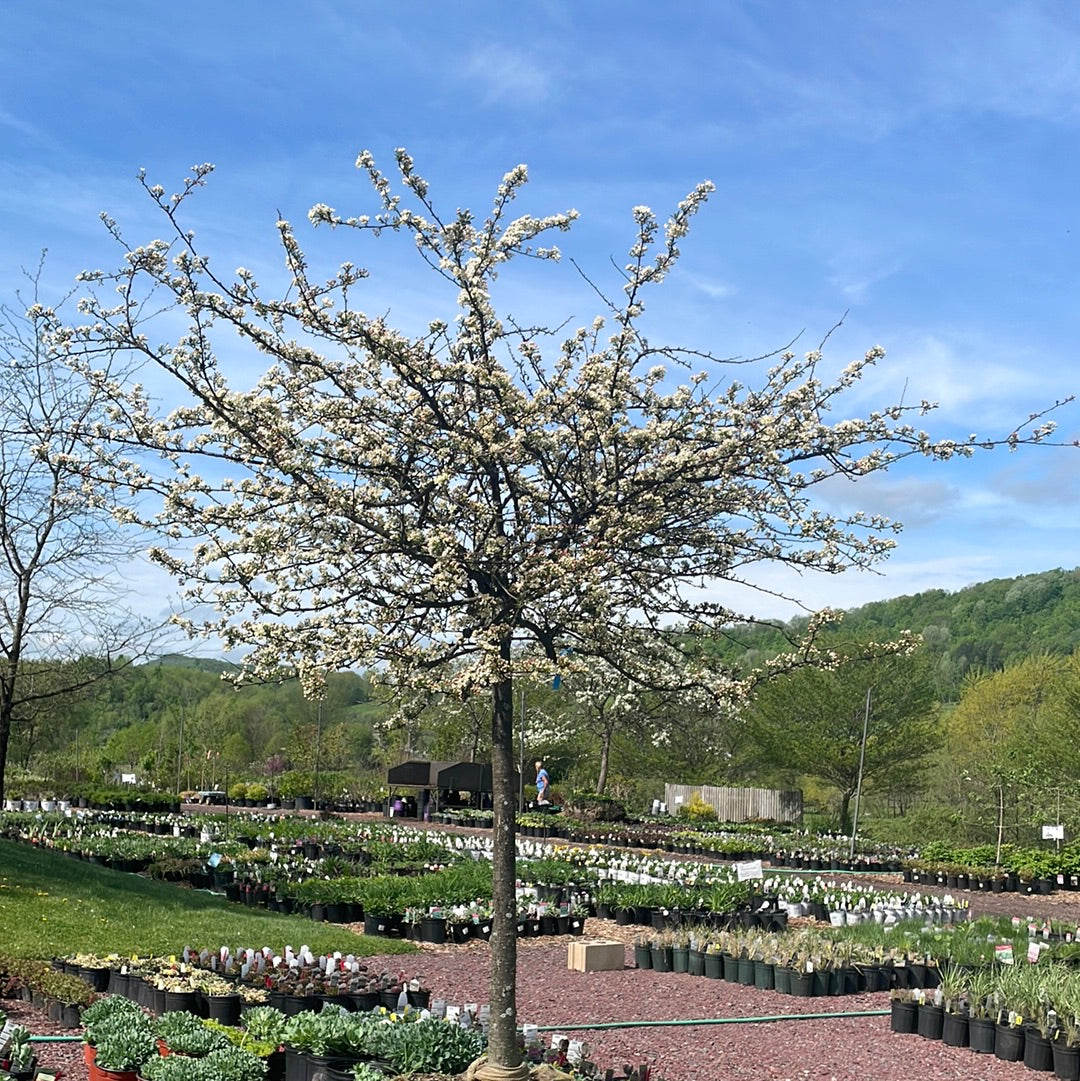 Tina Crabapple | Malus Tina'