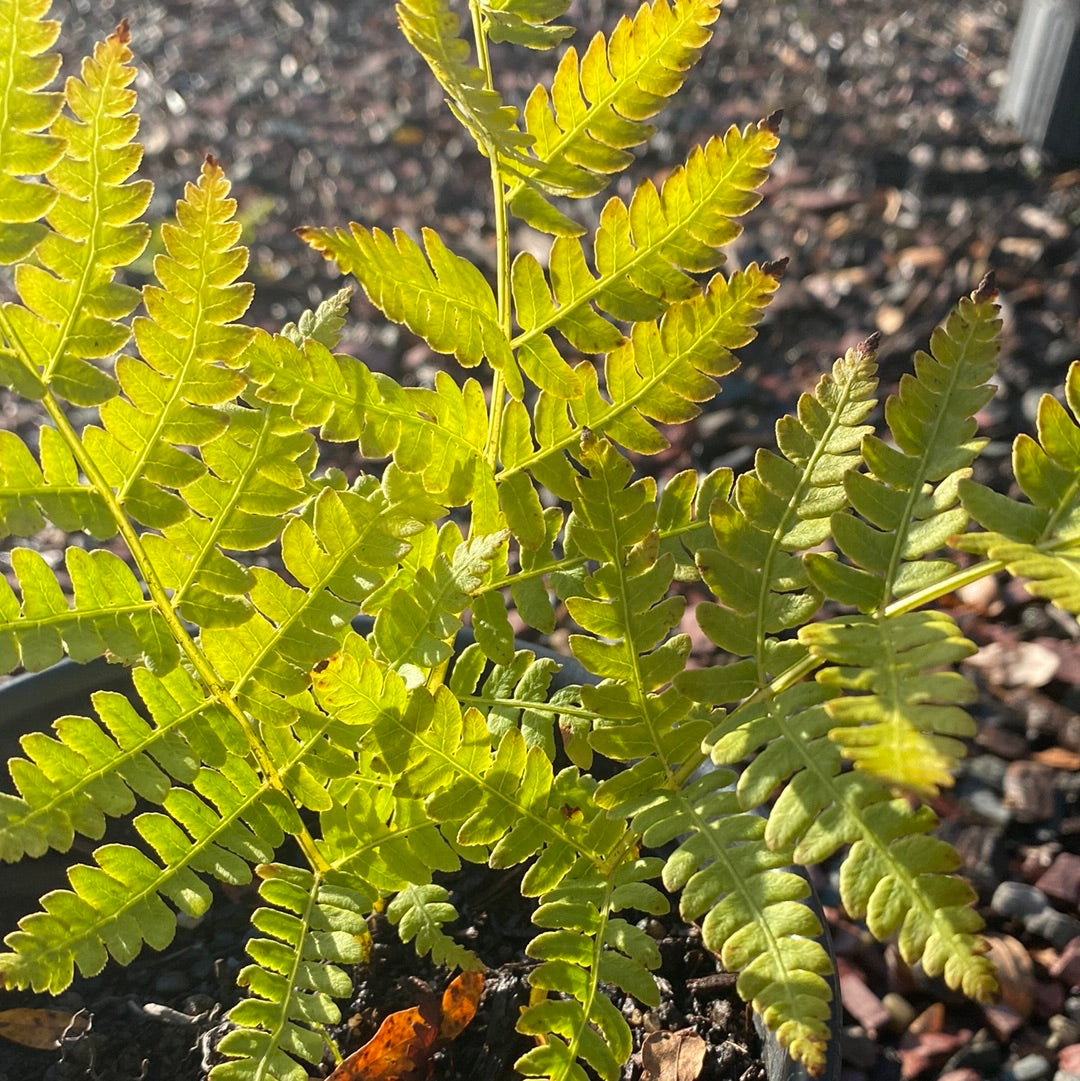 Ostrich Fern | Matteuccia Struthiopteris