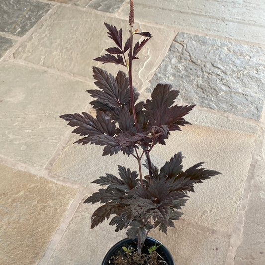 Chocoholic Black Snakeroot (Bugbane) | Cimicifuga