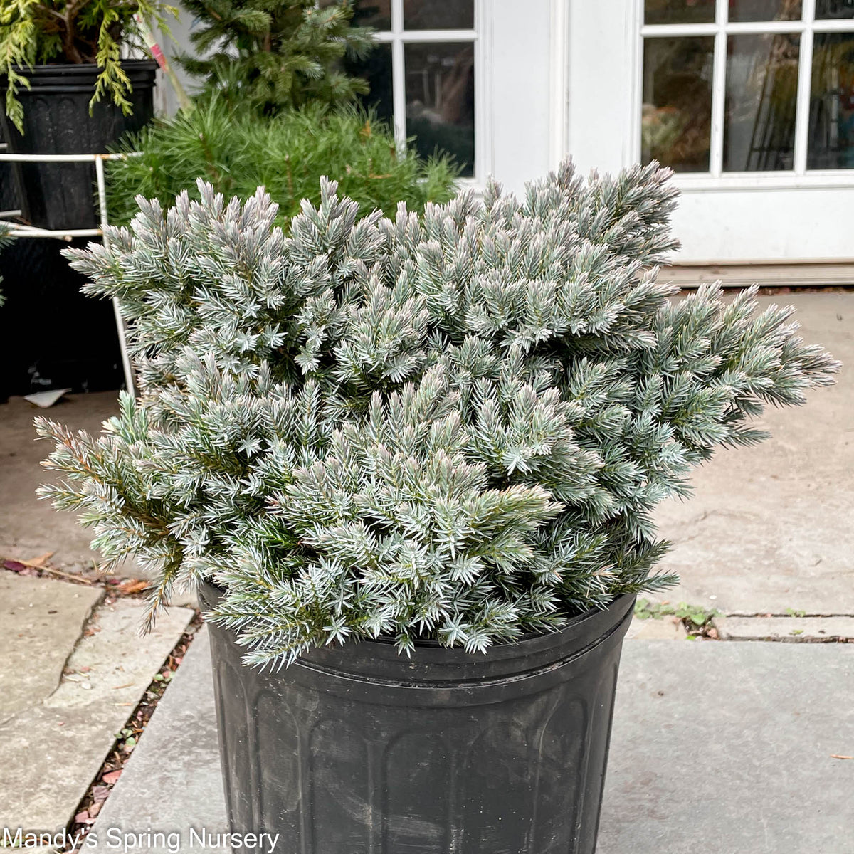 'Blue Star' Juniper | Juniperus squamata 'Blue Star'