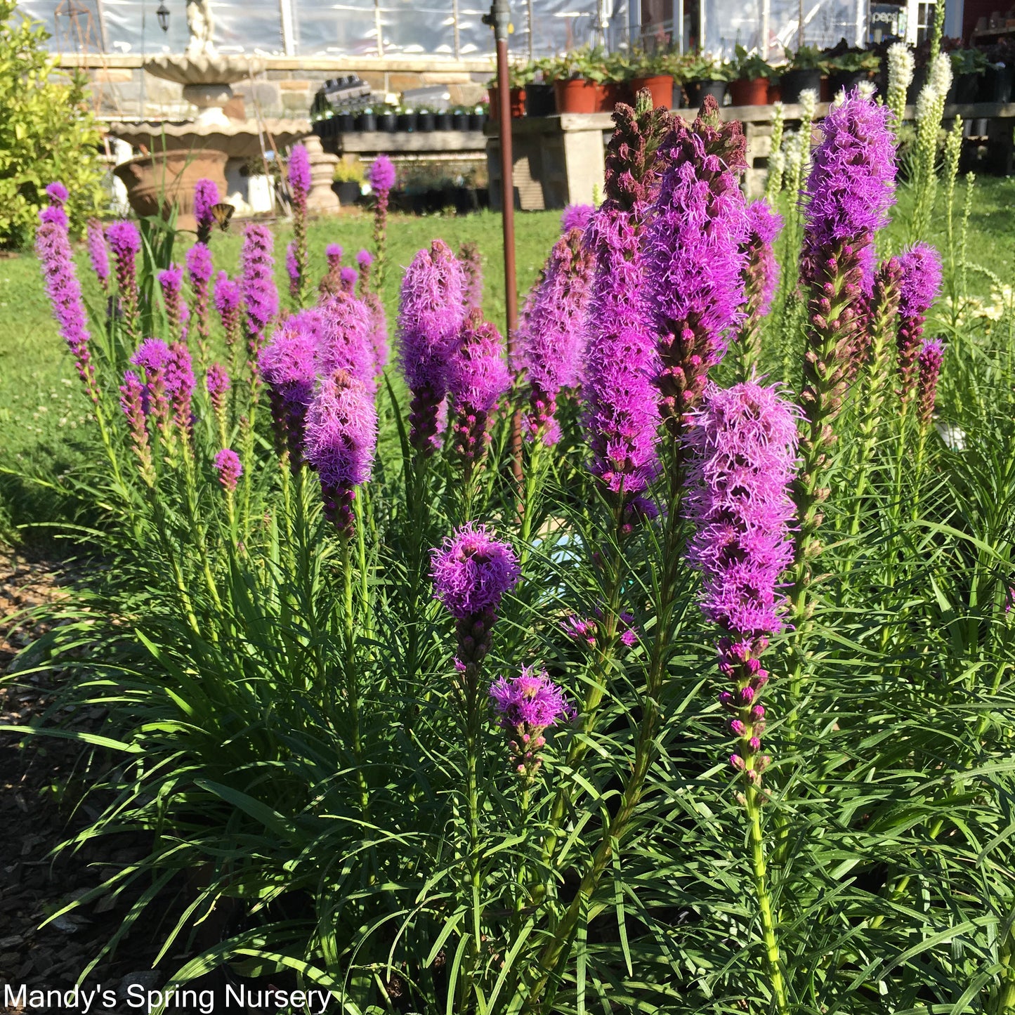 Blazing Star - Liatris Mixture | 8 Bulbs