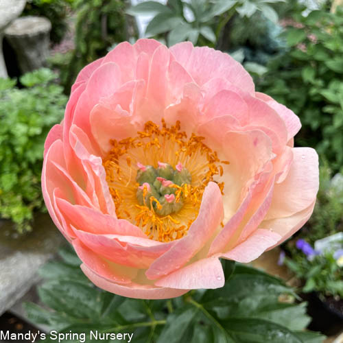 Coral Sunset Peony | Paeonia