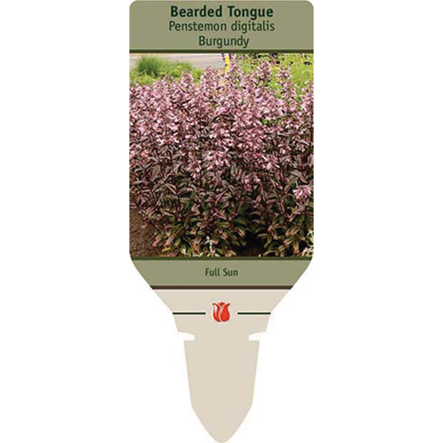 Dakota Burgundy Bearded Tongue | Penstemon digitalis
