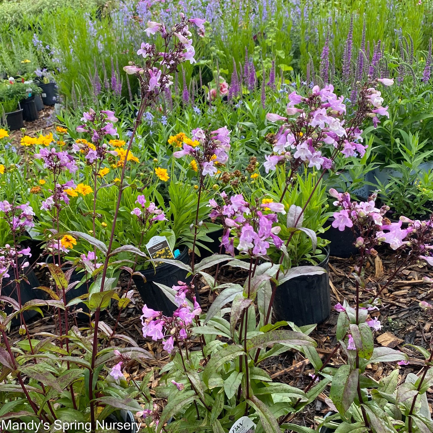 Midnight Masquerade Beardtongue | Penstemon