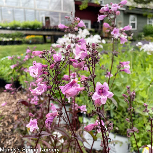 Midnight Masquerade Beardtongue | Penstemon
