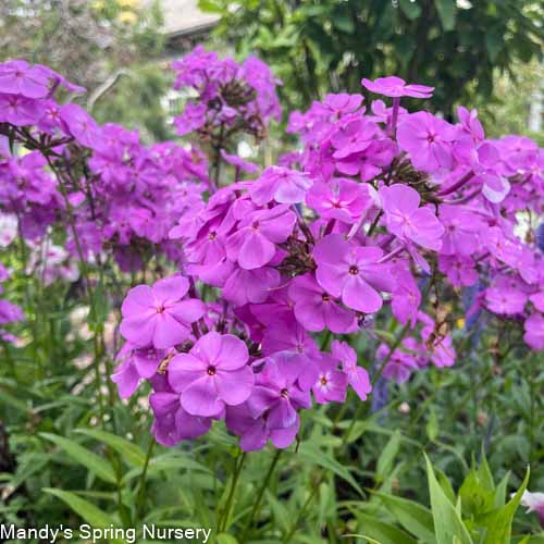 Covergirl Phlox | Phlox paniculata