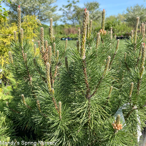 Mugo Pine | Pinus mugo var. pumilio