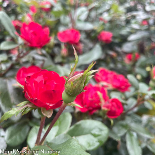Petite Knock Out Rose | Rosa 'Petite Knock Out'