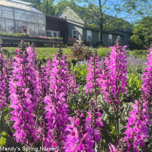 Back to the Fuchsia Garden Sage | Perennial Salvia