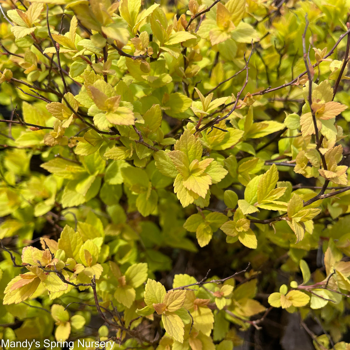 Goldmound Spirea | Spiraea japonica
