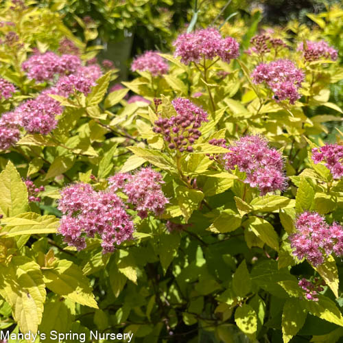 Goldmound Spirea | Spiraea japonica