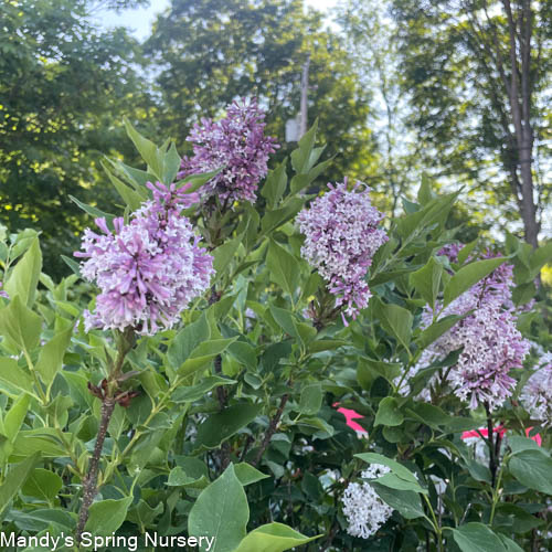 Miss Kim Lilac Tree | Syringa patula 'Miss Kim'