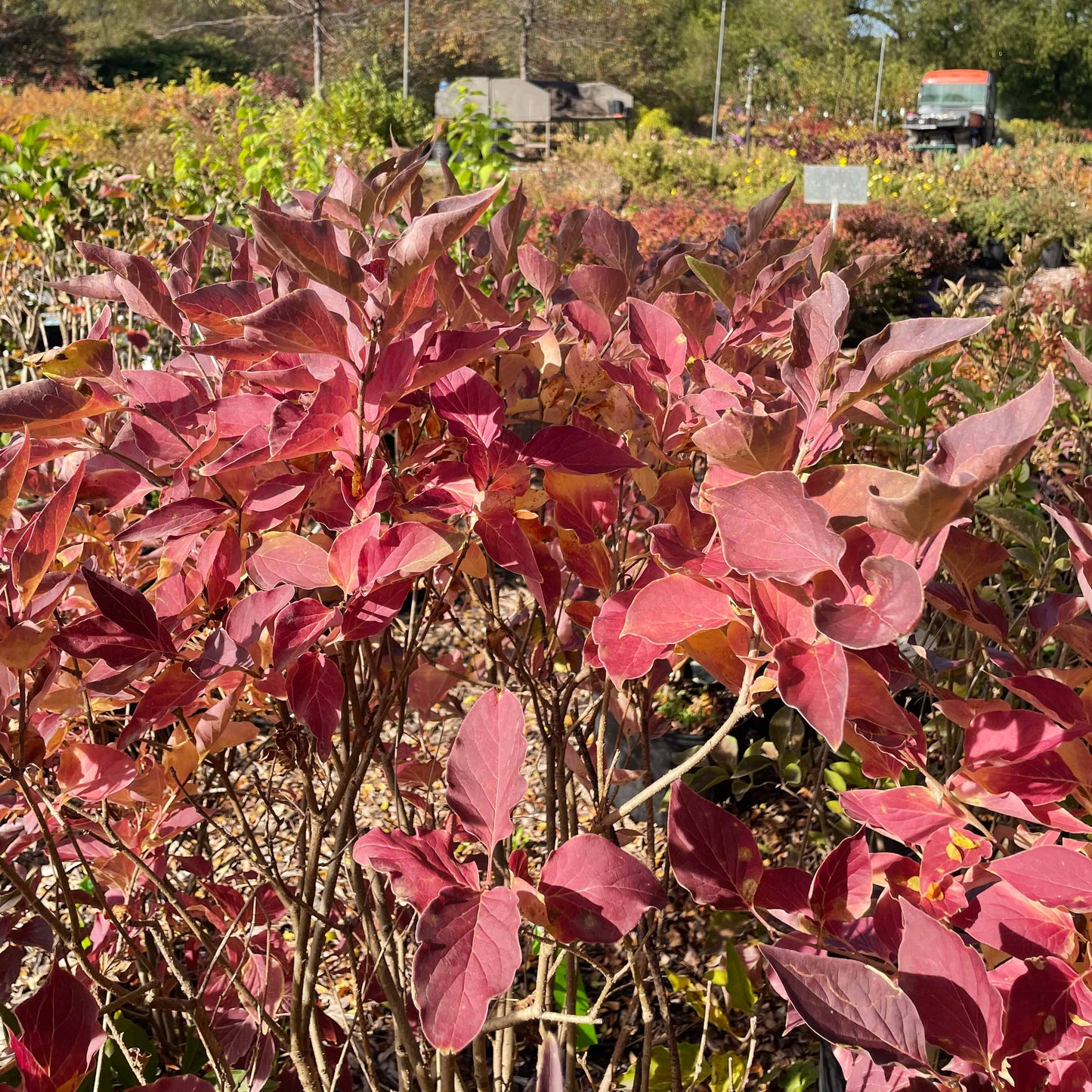 Miss Kim Lilac Tree | Syringa patula 'Miss Kim'