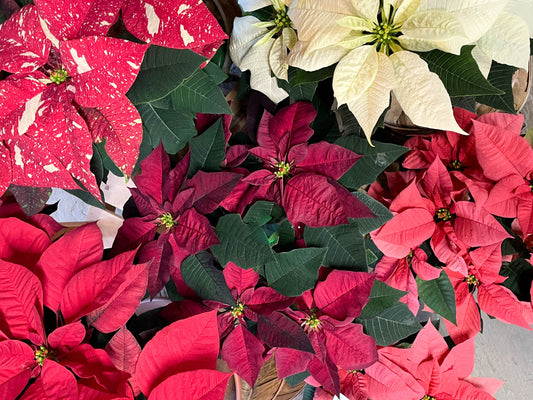 How to Care for Poinsettias