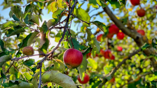 It Takes Two-Fruit Tree & Berry Bush Pollination