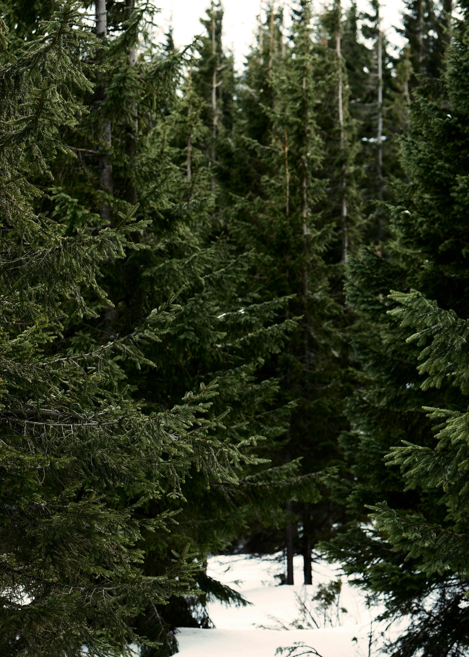 Pre-Order Evergreens