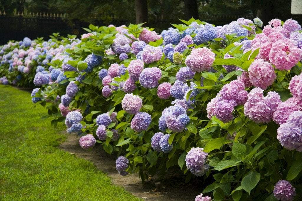 Bare Root Flowering Shrubs