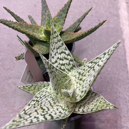 Aloe Vera | Aloe barbadensis miller