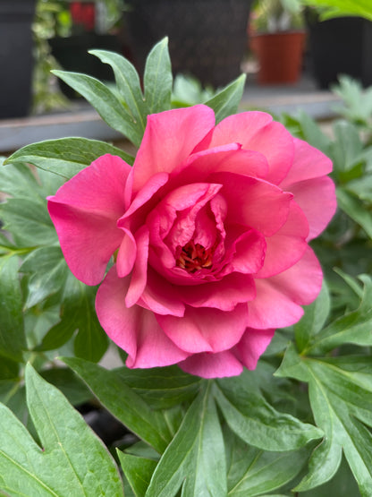 Julia Rose Itoh Peony | Paeonia