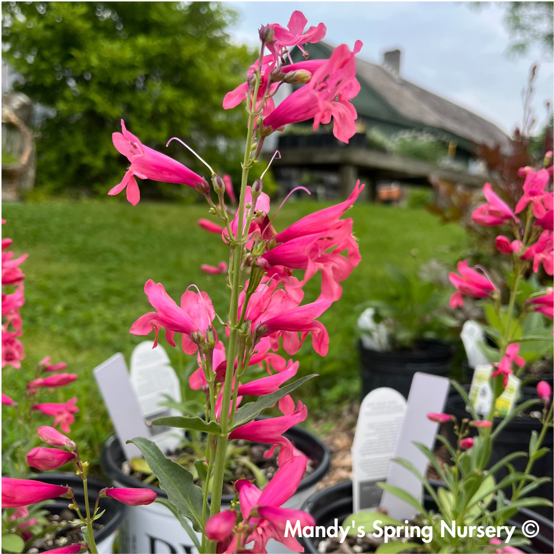 Bejeweled® 'Pink Pearls' | Penstemon barbatus