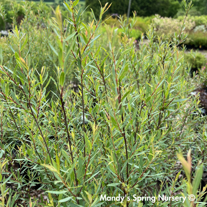 Dwarf Blue Leaf Arctic Willow - Salix purpurea 'Nana'
