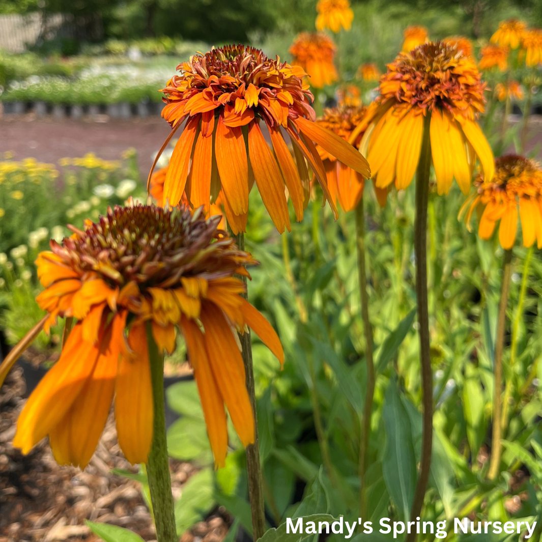 Marmalade Coneflower | Echinacea x hybrida