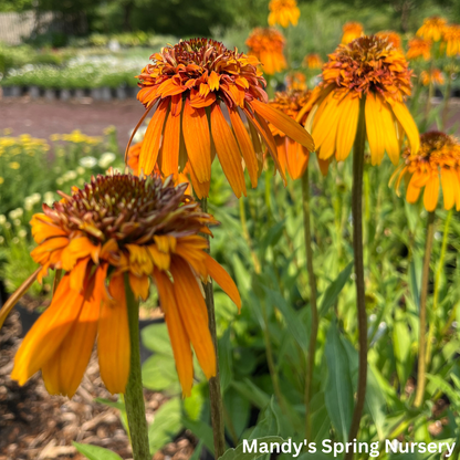 Marmalade Coneflower | Echinacea x hybrida