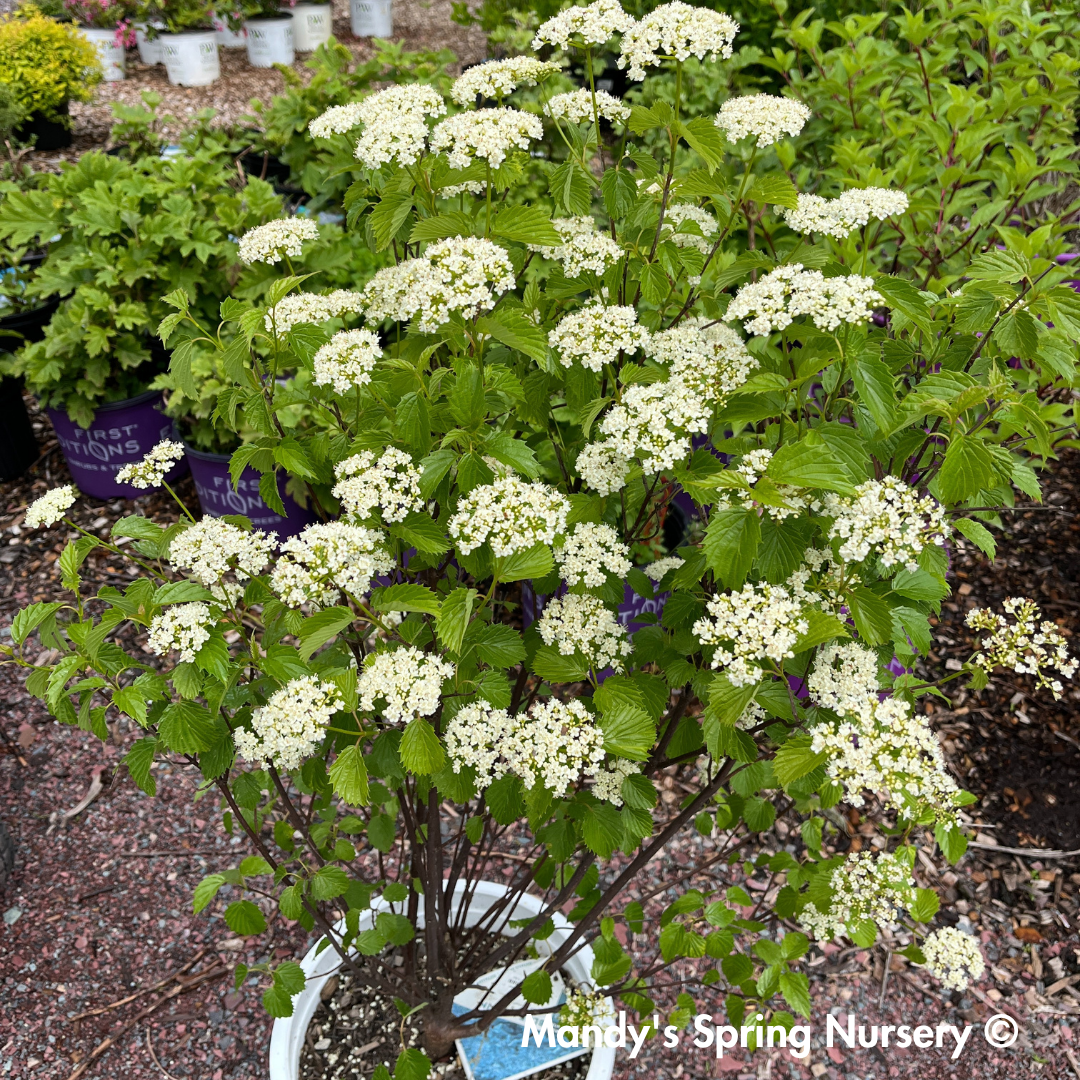 Blue Muffin Arrowwood Viburnum | Viburnum dentatum