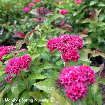 Double Play Doozie® Spirea | Spiraea japonica