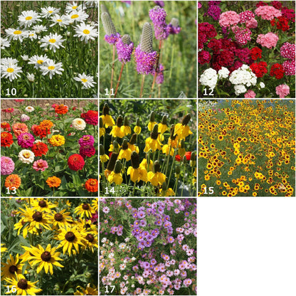 Kids Scatter Garden | Bird Habitat | Holiday Learning Gift