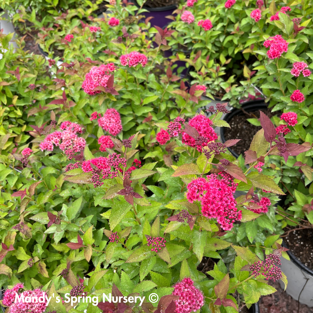 Double Play Doozie® Spirea | Spiraea japonica