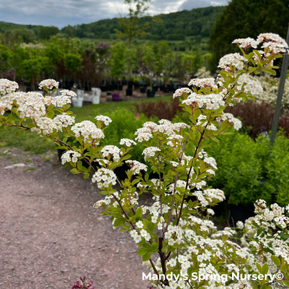 Renaissance Bridalwreath Spirea | Spiraea x vanhouttei