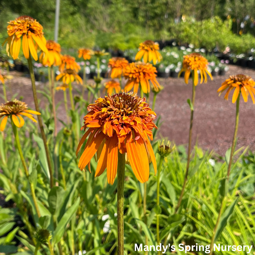Marmalade Coneflower | Echinacea x hybrida