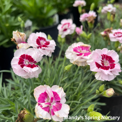 Kiss & Tell Dianthus | Dianthus 'Kiss & Tell'